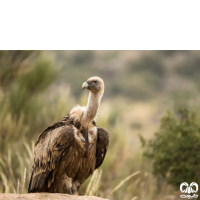 گونه کرکس Eurasian Griffon Vulture